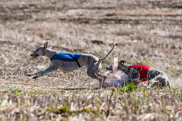 Whippet lure coursing. Foto: Cilje H. A. Moe Whippet lure coursing. Foto: Cilje H. A. Moe