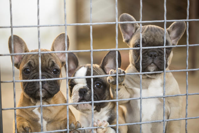 Illustrasjonsfoto: iStock Fransk bulldog