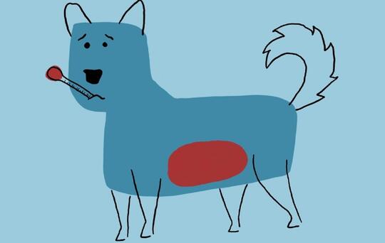 Førstehjelp på hund