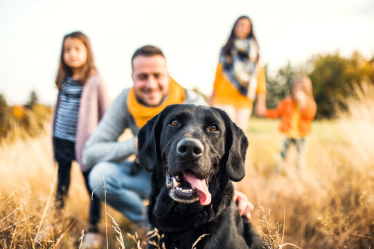 Familie med hund på en eng Familie med hund på en eng