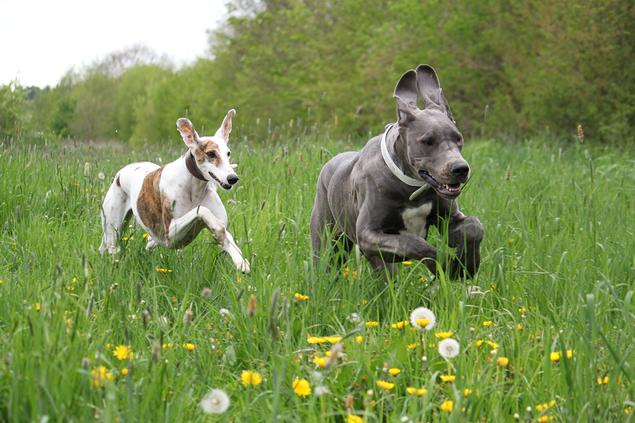 Hunder trenger å få løpe fritt og sosialisere med andre hunder. Foto: iStock spansk galgo og grand danois