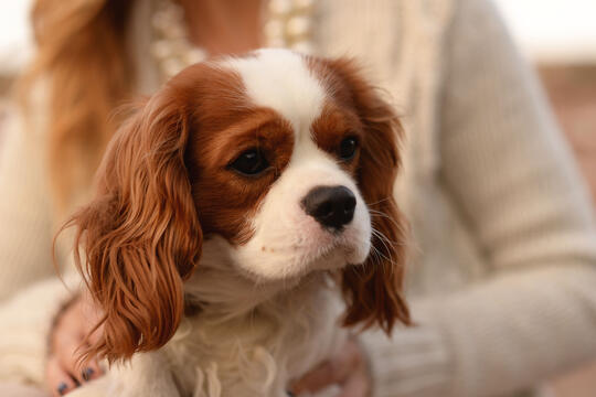 cavalier king charles spaniel