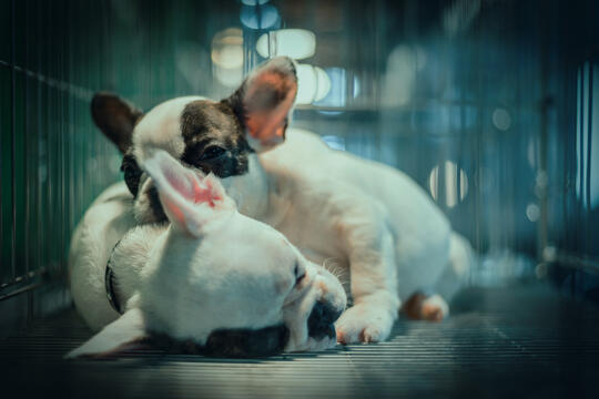 french bulldog puppies, fransk bulldogvalper