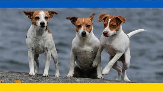 Ukraina-illustrasjon