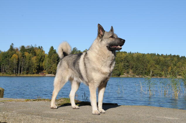 Norsk elghund grå. Foto: Vibeke Brath Norsk elghund grå. Foto: Vibeke Brath