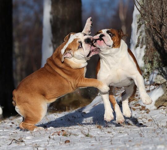 Engelsk bulldog, foto Ole Kristian Løkken