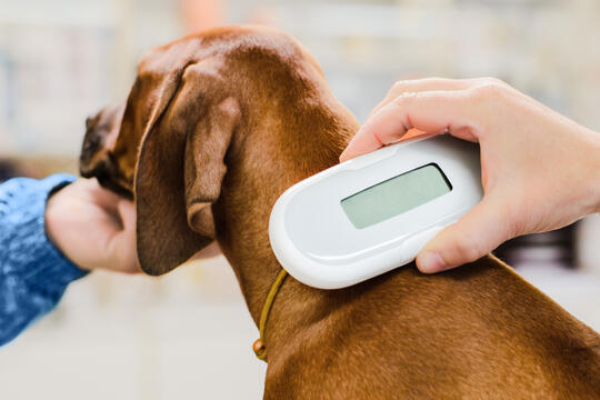 ID avlesing hund