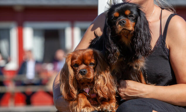 Photo: Roger Sjølstad Cavalier king charles spaniel