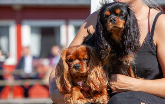 Cavalier king charles spaniel