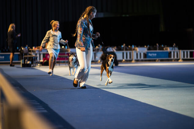 Photo: Cilje H. A. Moe / NKK Dog show, norwegian kennel club