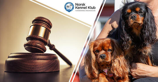 cavalier king charles spaniel