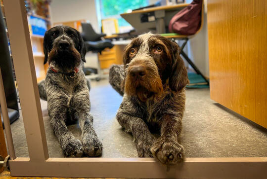 Vorsteh hund på jobben NKK
