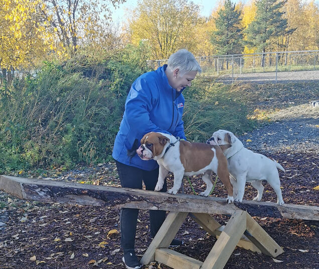 Lena Haugland and english bulldogs Lena Haugland and english bulldogs