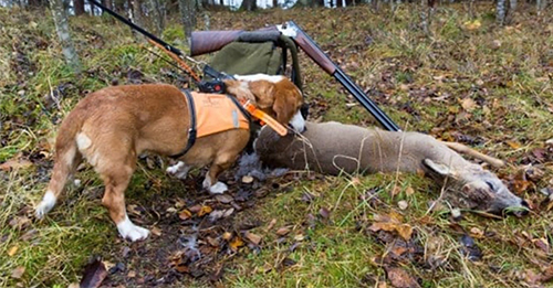 Ettersøkshund