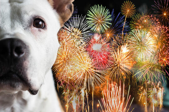 Hund med fyrverkeri i bakgrunnen