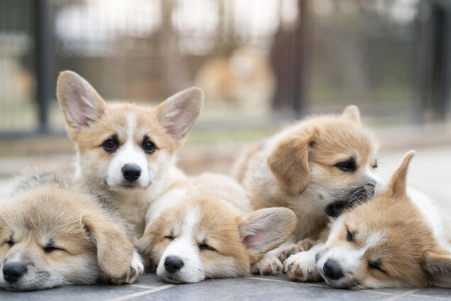 Foto: Istock Fem valper istock