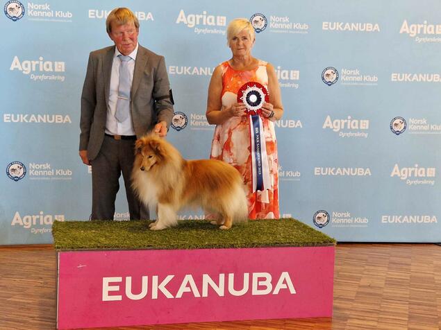 Lundecock's Coconut, shetland sheepdog, er årets mestvinnende hund etter NKK Sandefjord Lundecock's Coconut, shetland sheepdog, er årets mestvinnende hund etter NKK Sandefjord