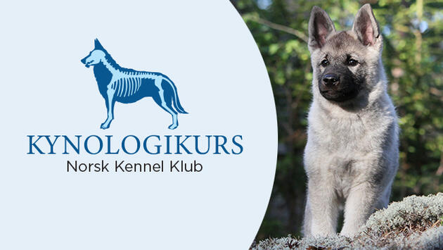 Logo Kynoligikurs med bilde av elghundvalp Logo Kynoligikurs med bilde av elghundvalp
