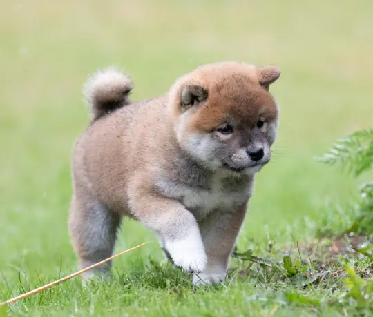 bilde av hund