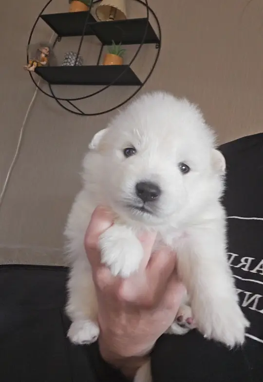bilde av hund