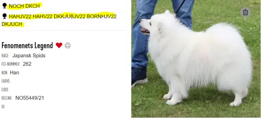 bilde av hund