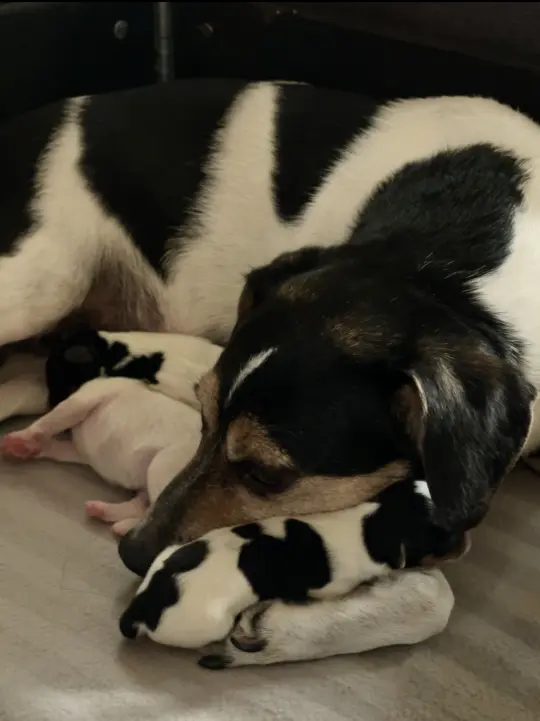 bilde av hund
