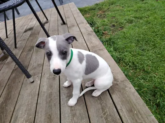 bilde av hund