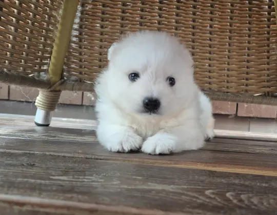 bilde av hund