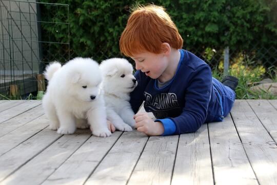 Gutt med to samojed valper.