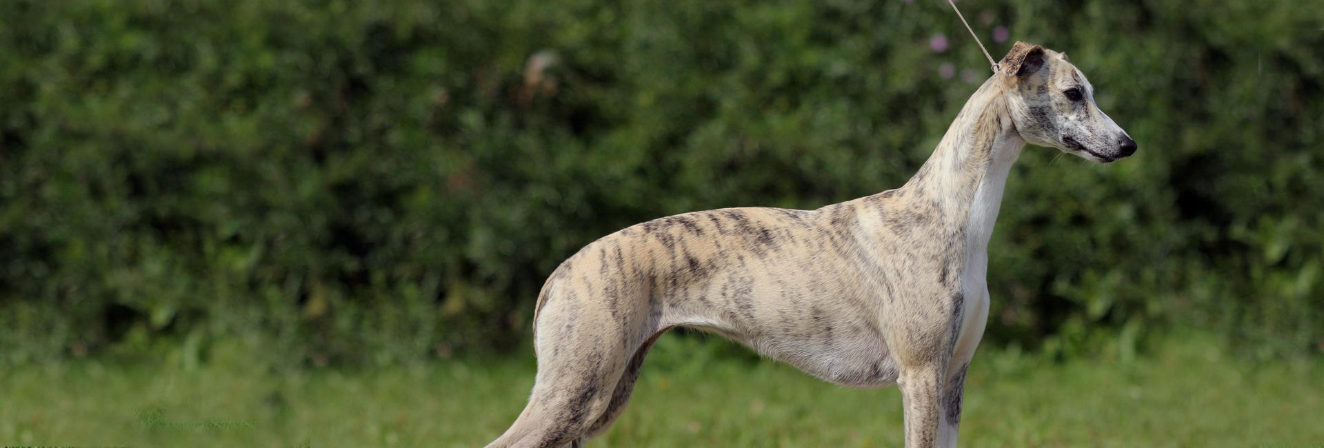 Foto: Jörgen Oinonen Whippet stor