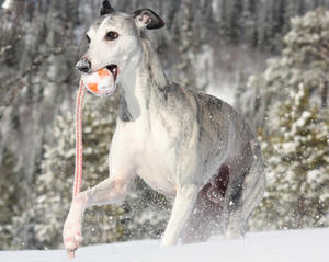 Whippet liten