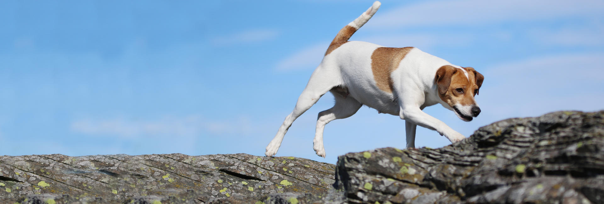 Foto: Vibeke Brath Dansk-svensk gårdshund stor