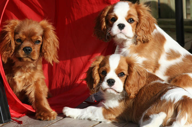 3 cavalier king charles spaniel 3 cavalier king charles spaniel
