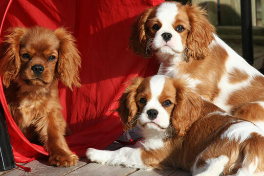 3 cavalier king charles spaniel