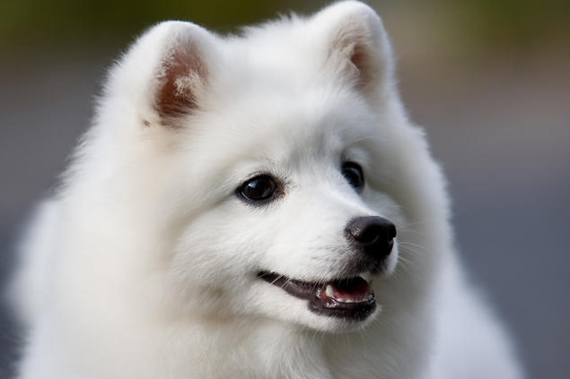 Japansk spisshund liten