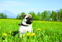 Mops