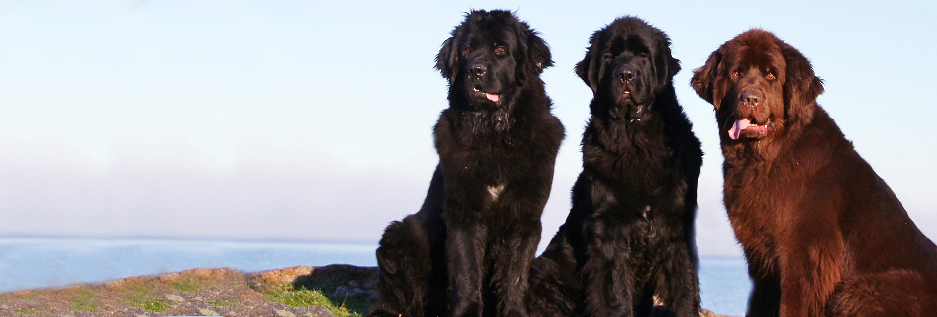Foto: Vibeke Brath Newfoundlandshund stor