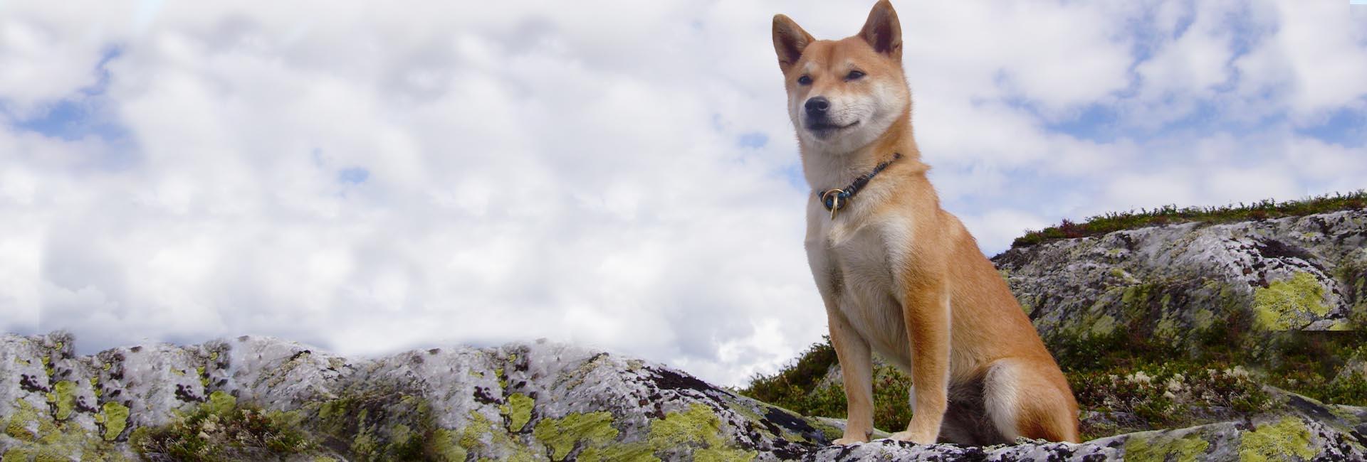 Foto: Hilde Marie Kvile Shiba stor