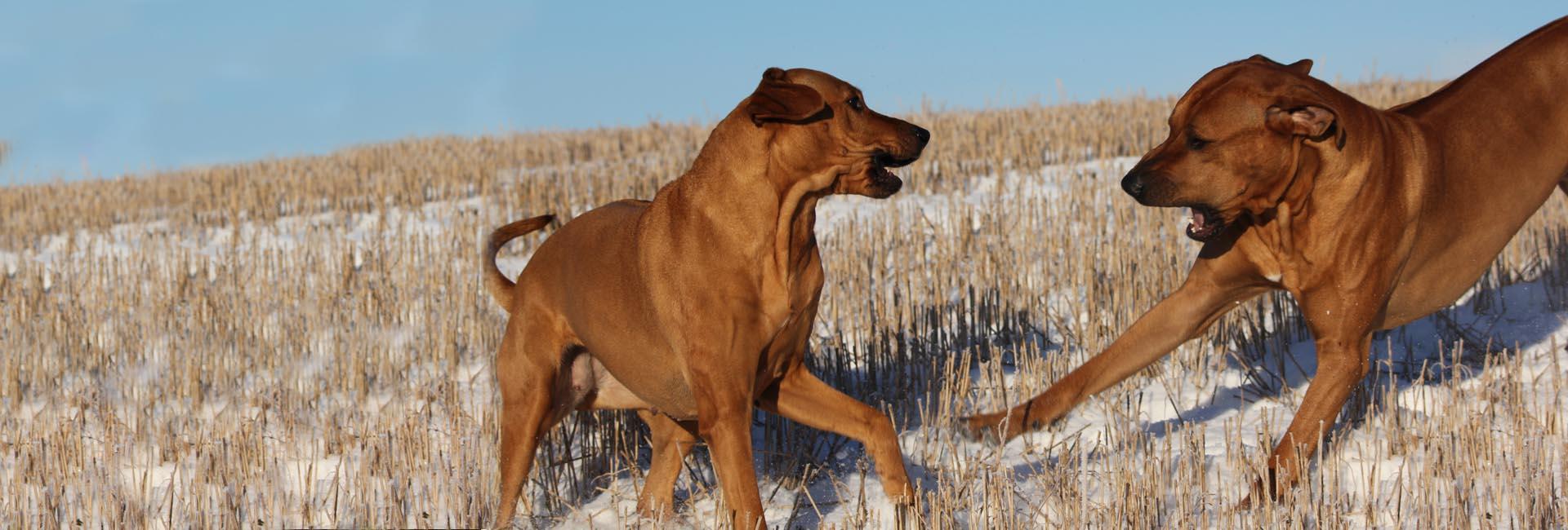 Rhodesian ridgeback stor Rhodesian ridgeback stor