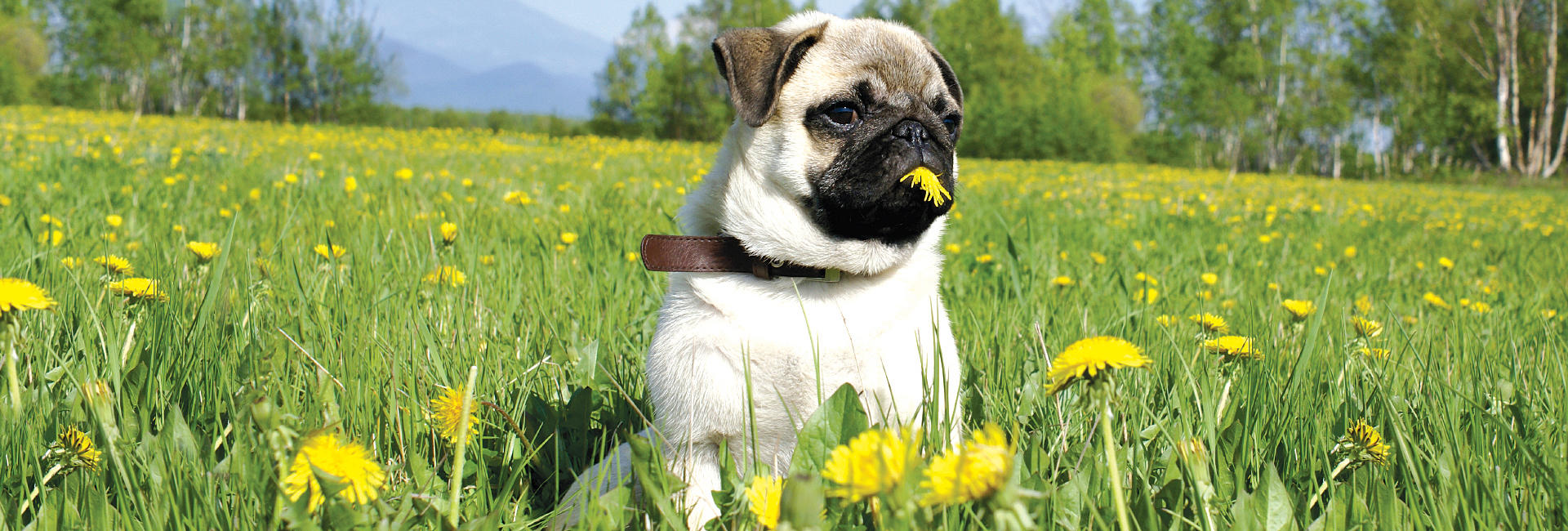 Mops - stor Mops - stor